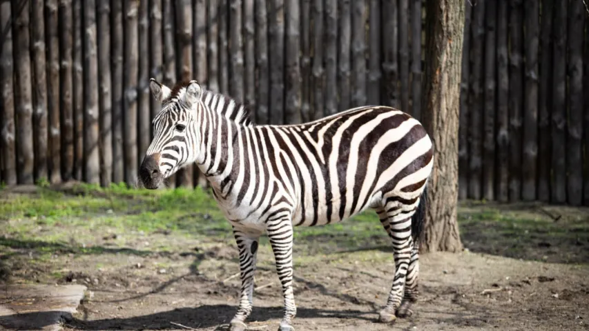 Как оживает Киевский зоопарк